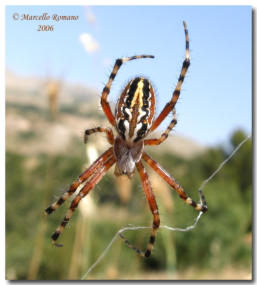 Aculepeira sp.